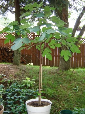 sycamore fig tree. Picture+of+a+fig+tree